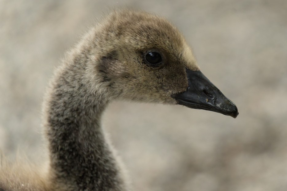 Gosling 0616